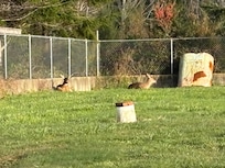 Deer soaking up the sun in the yard.