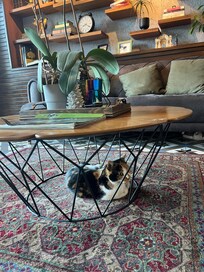 Hotel cat