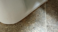 Toilet licking problems