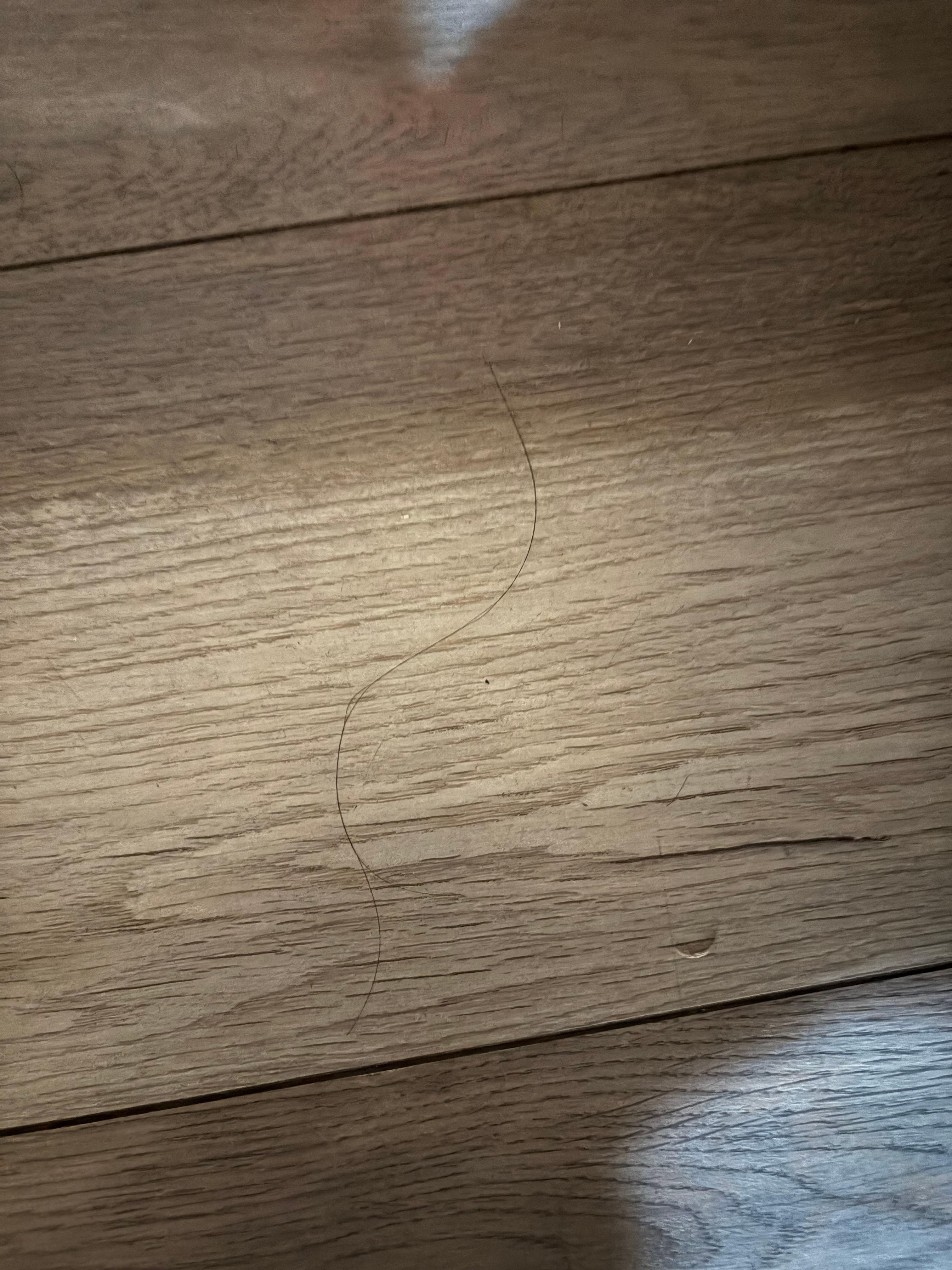 Black hairs on the ground upon arrival