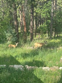 Visitors!