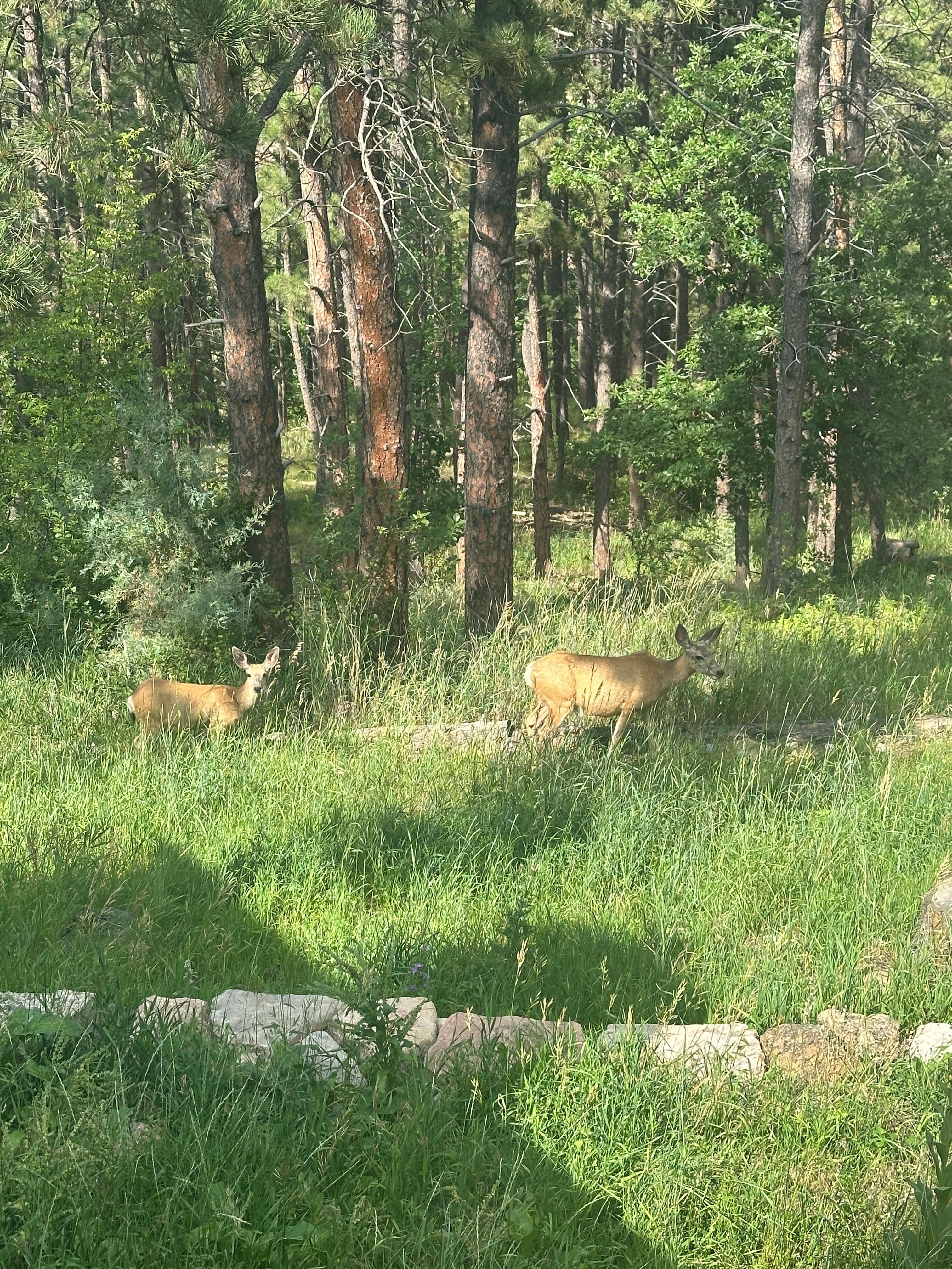 Visitors!