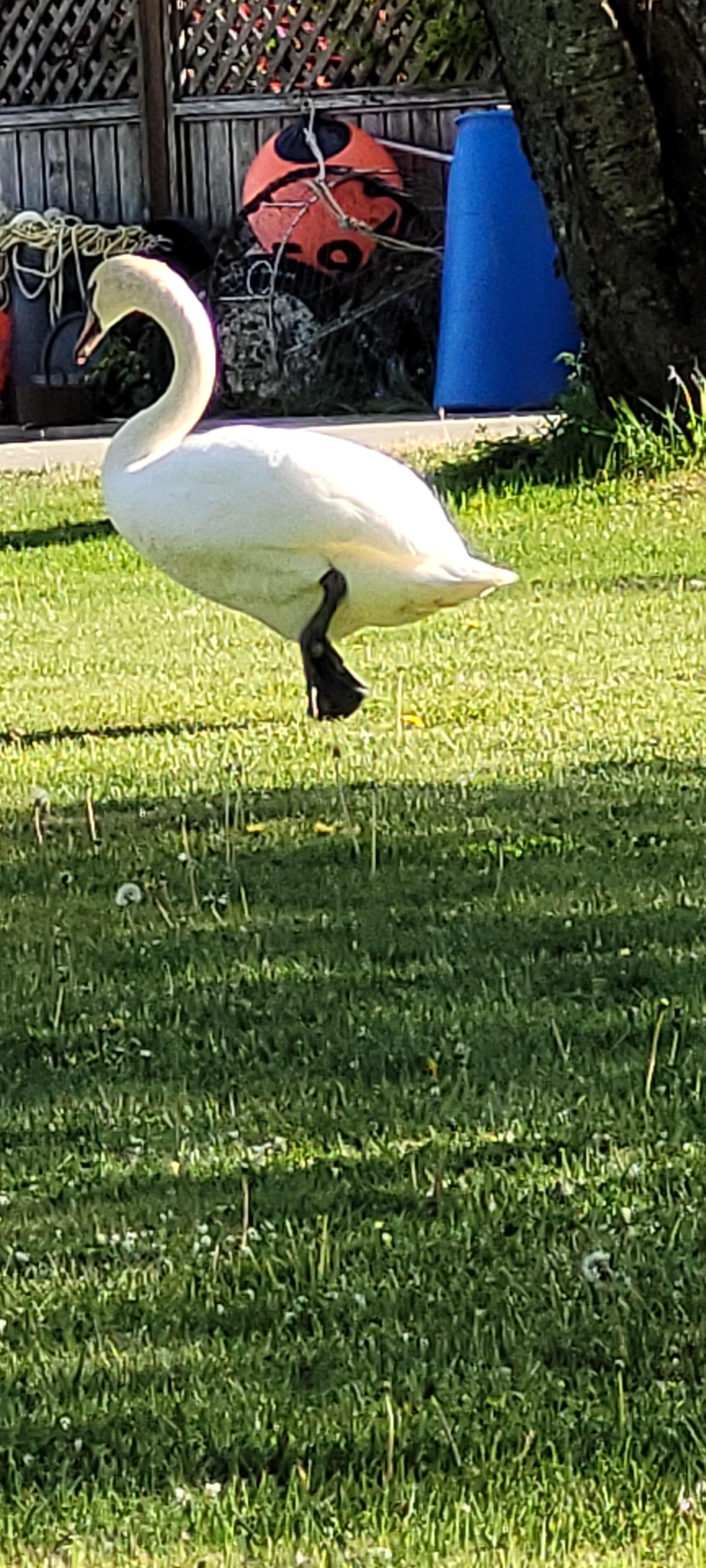 Romeo the local resident mute swan who comes up for visits some days.
