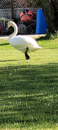 Romeo the local resident mute swan who comes up for visits some days.