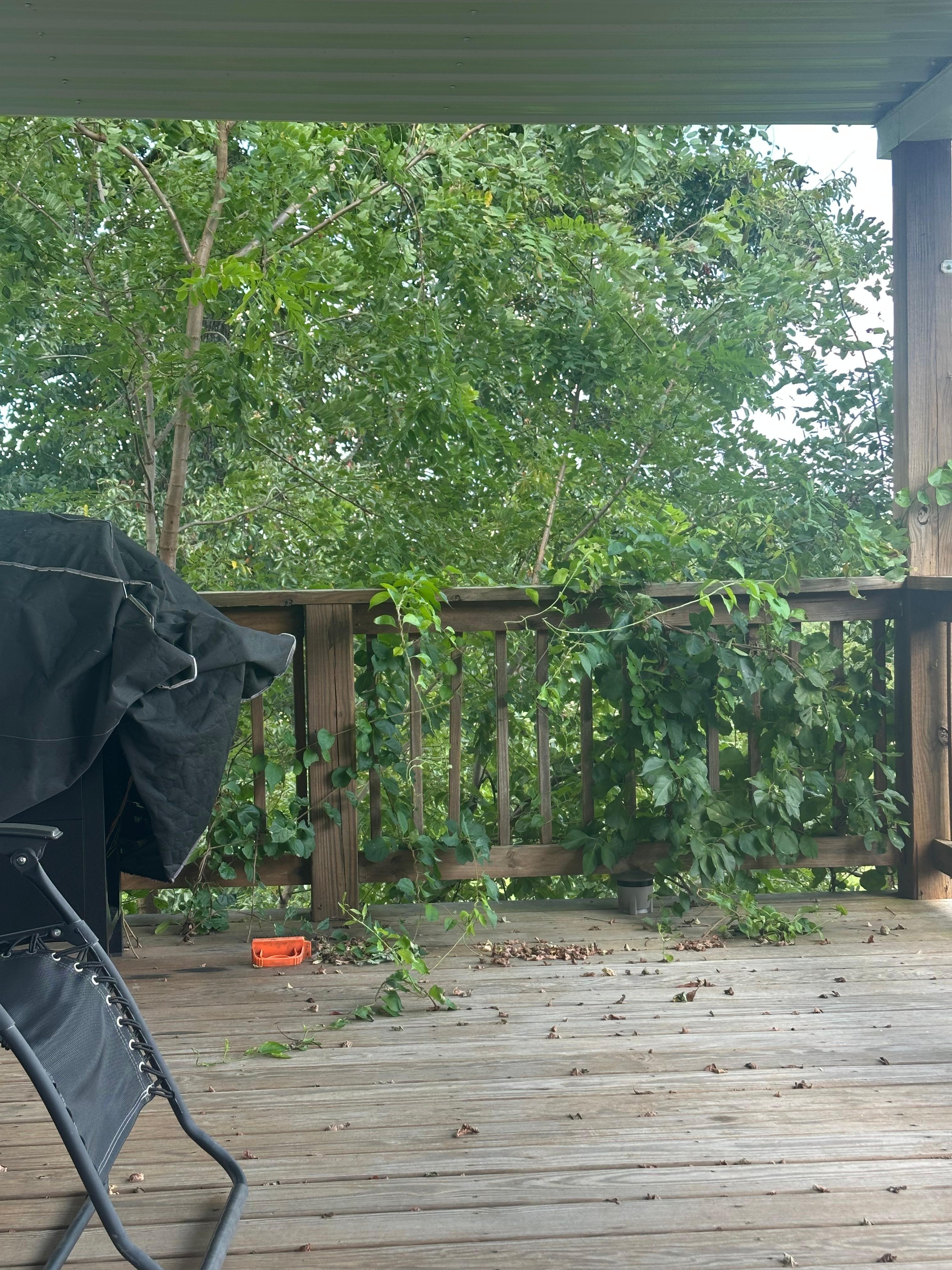 Needed some grooming