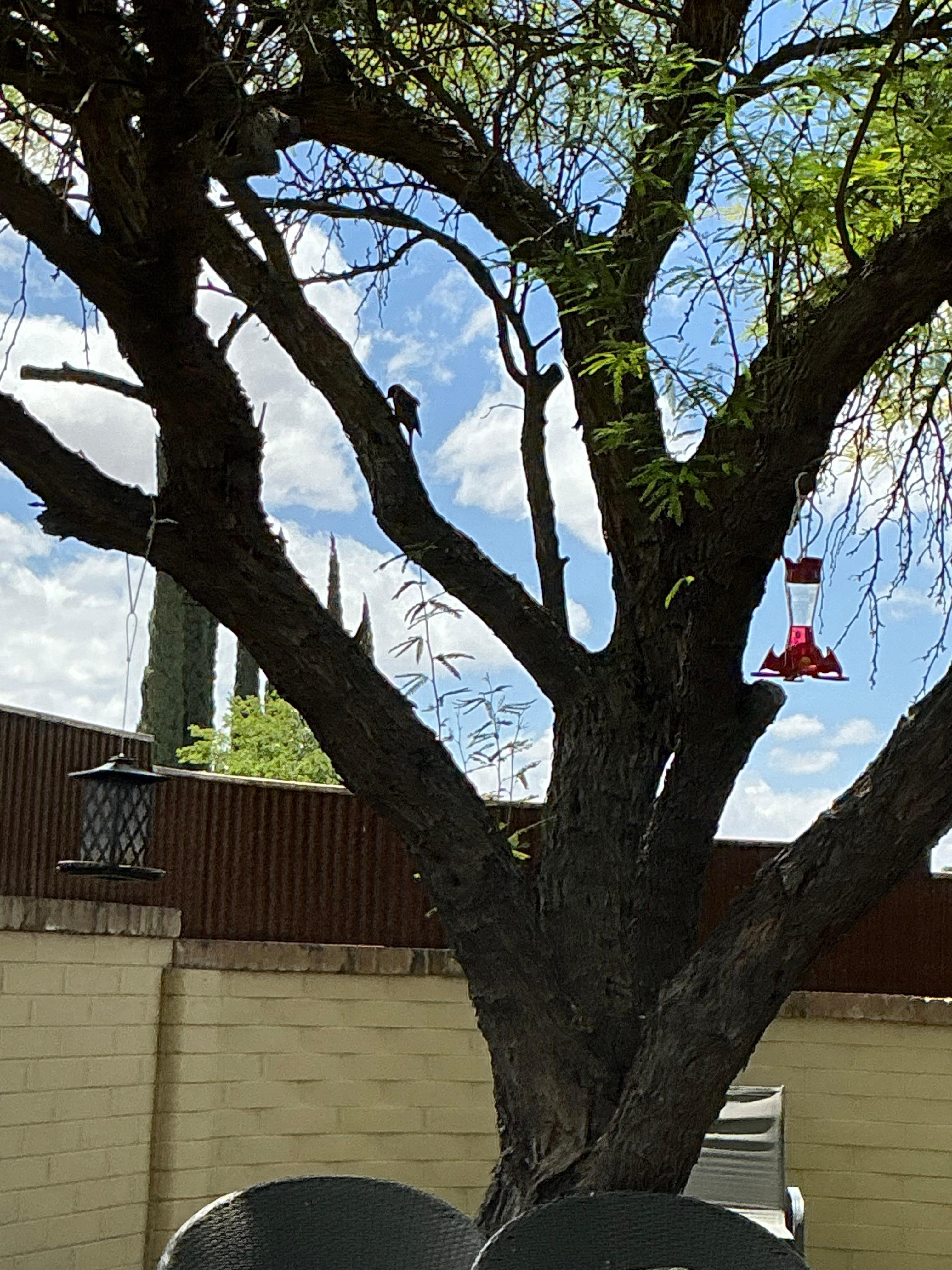Hummingbird in backyard 