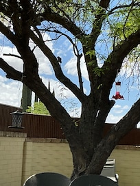 Hummingbird in backyard