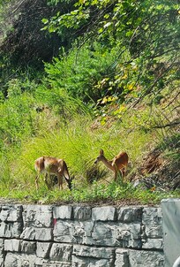 Deer grazing in morning