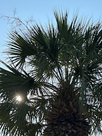 Morning view from patio