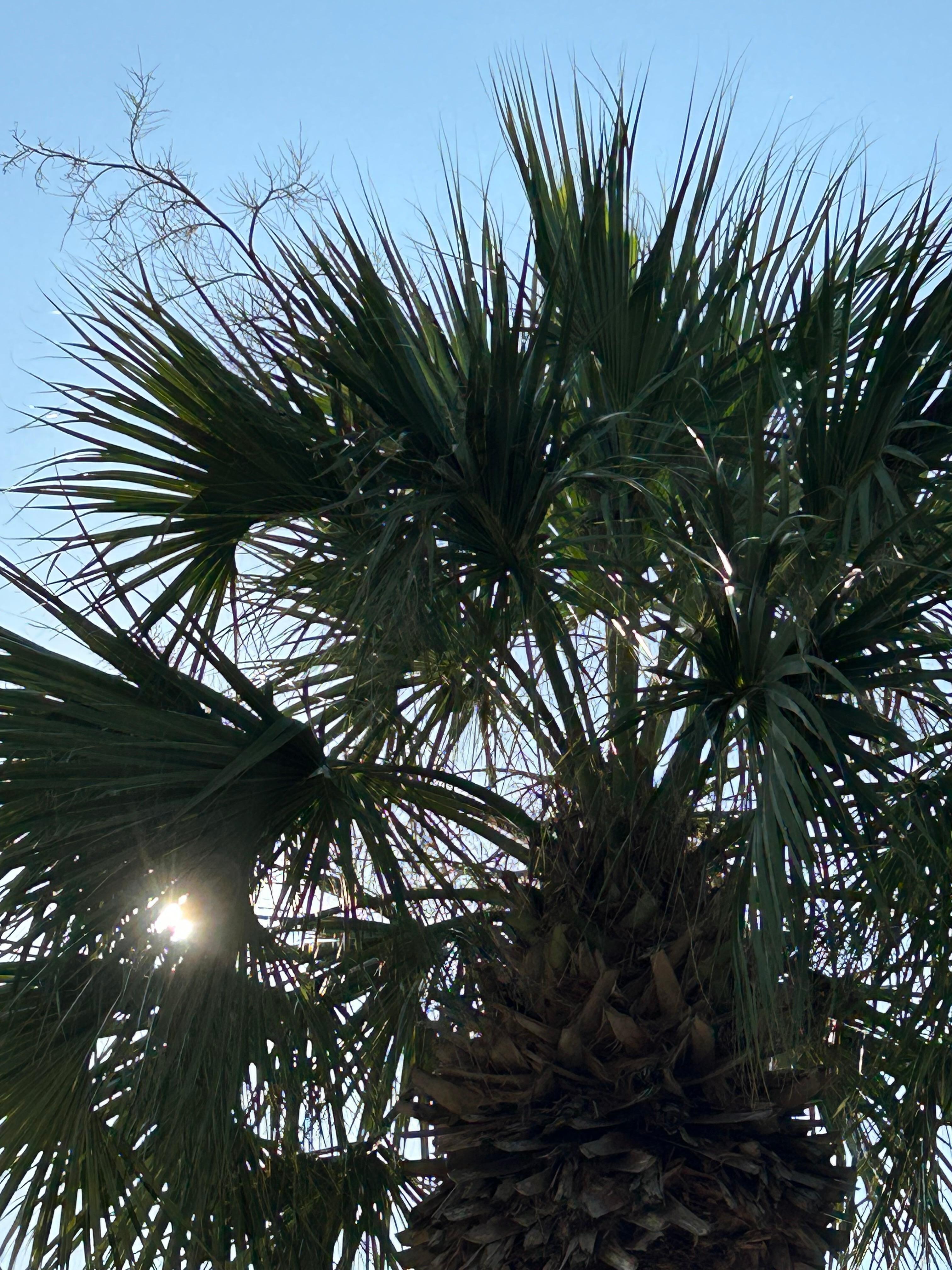 Morning view from patio 