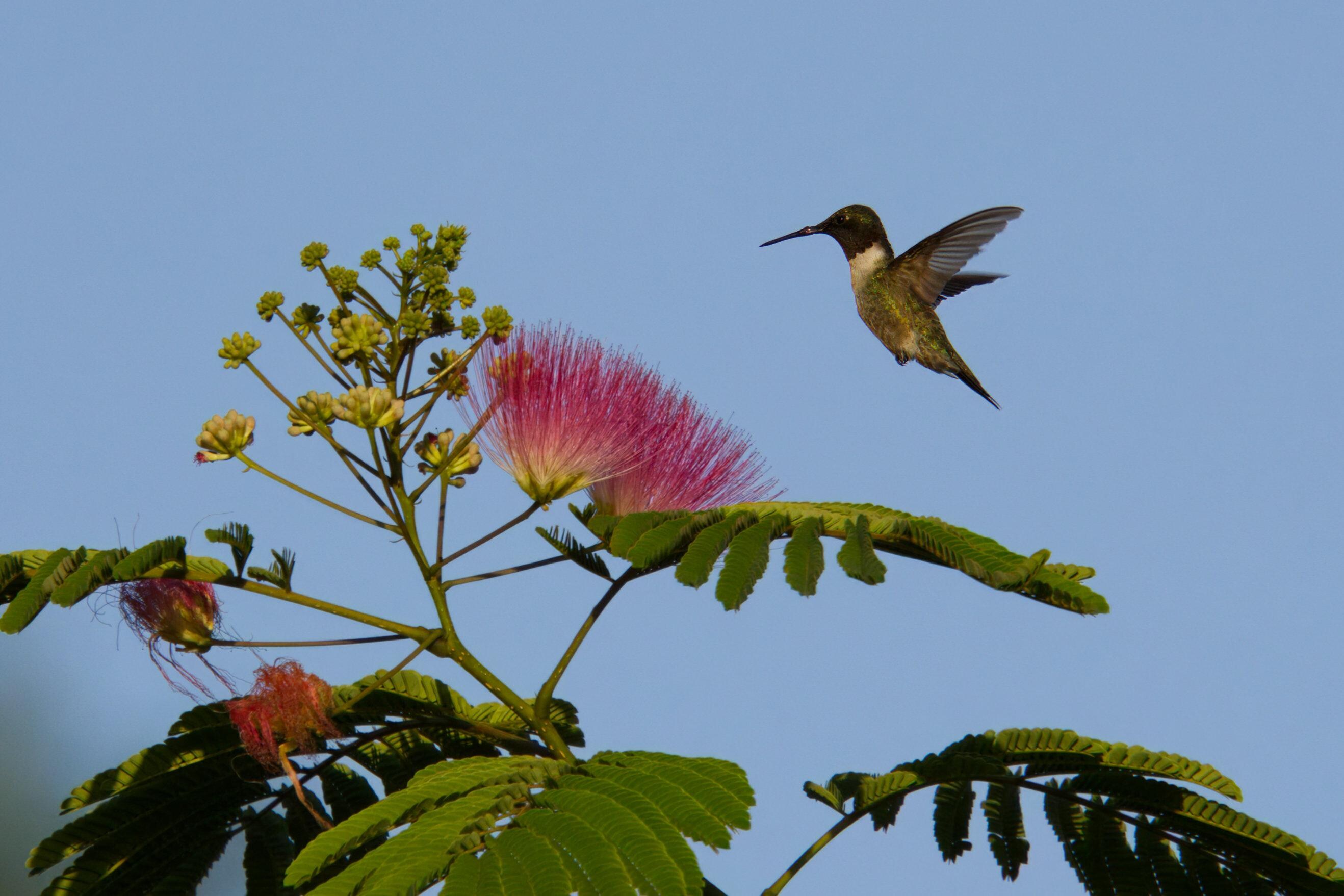 Ruby throated Hummingbird