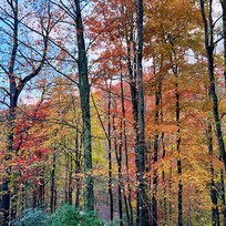 Autumn view from the porch!
