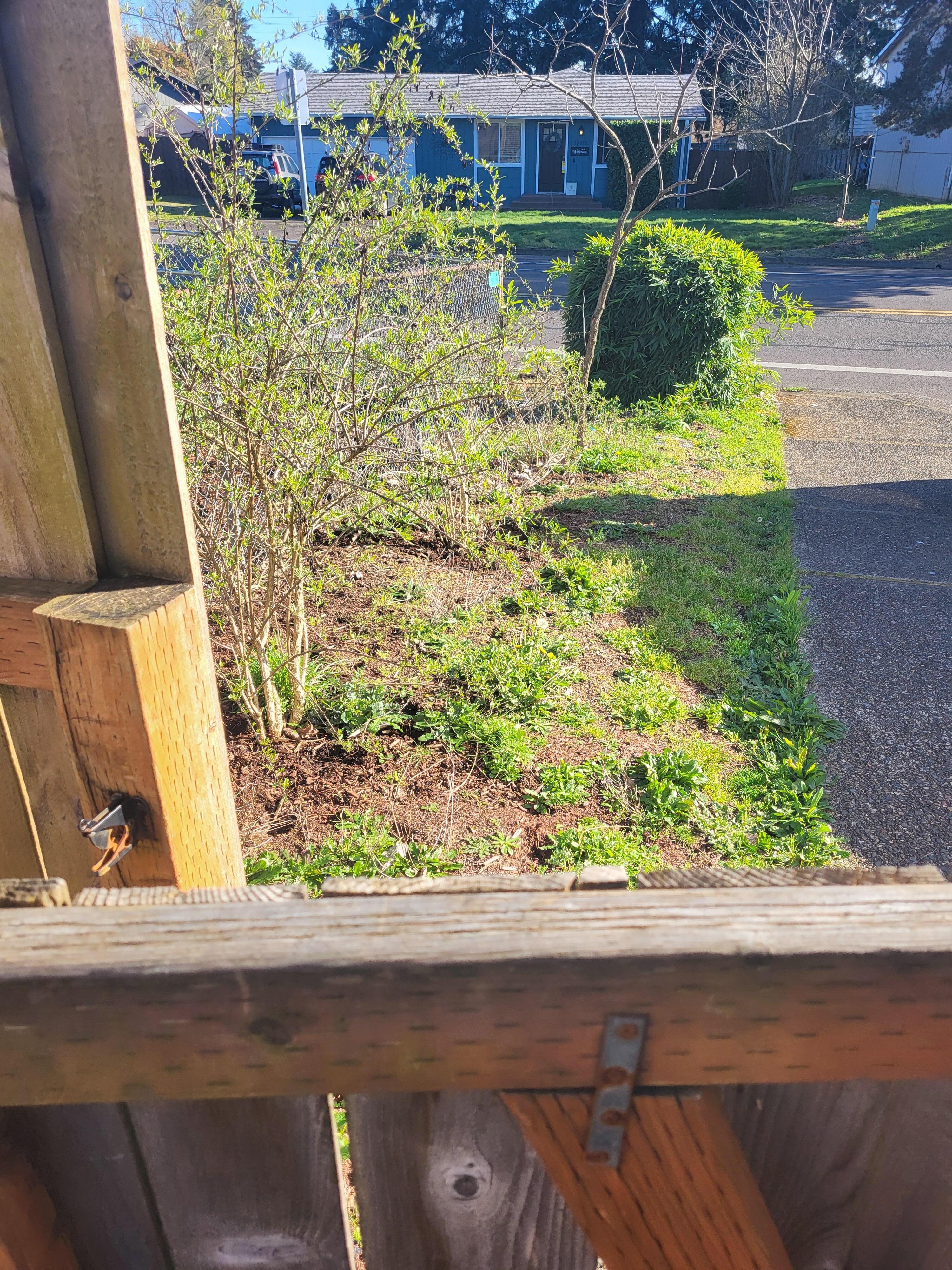 front yard & gate