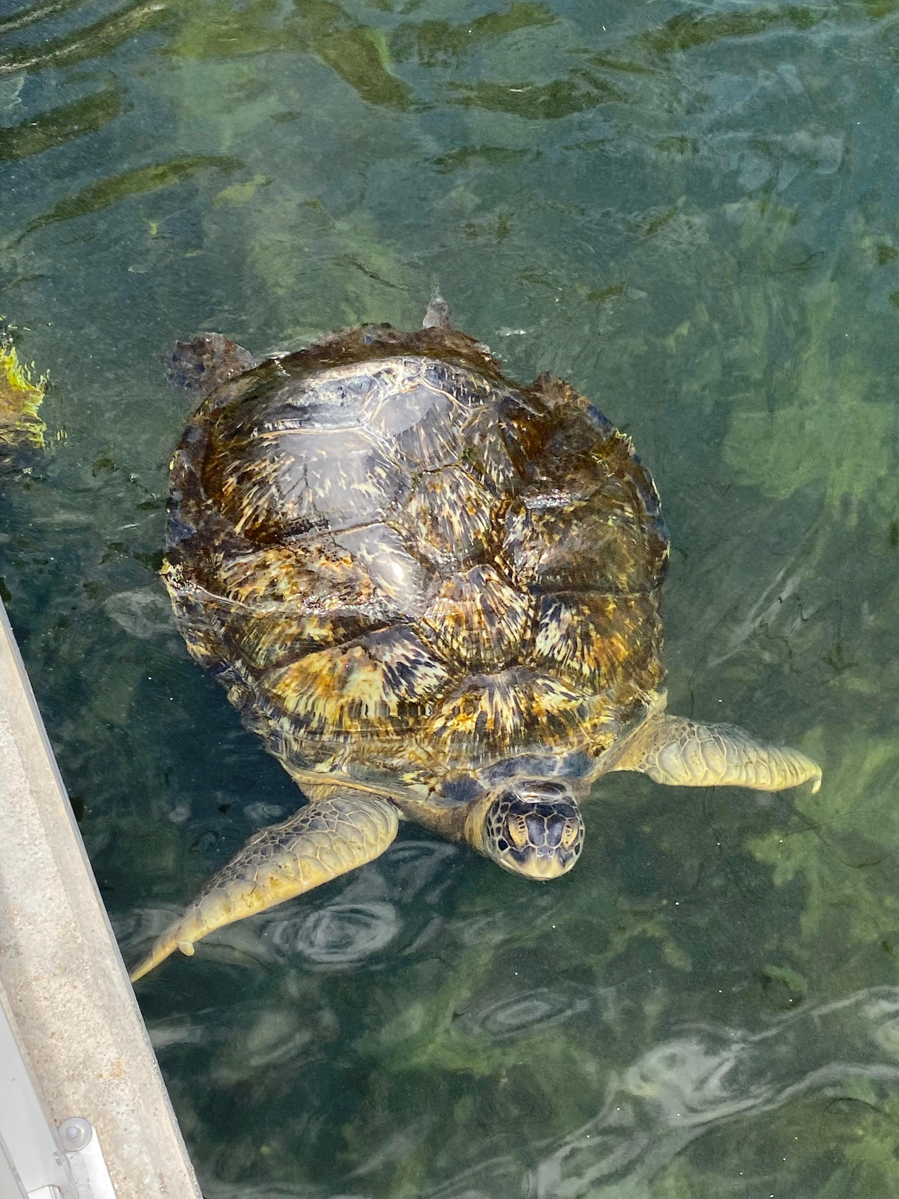 Turtle Hospital 