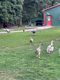 Some of the greeters at the cottage.