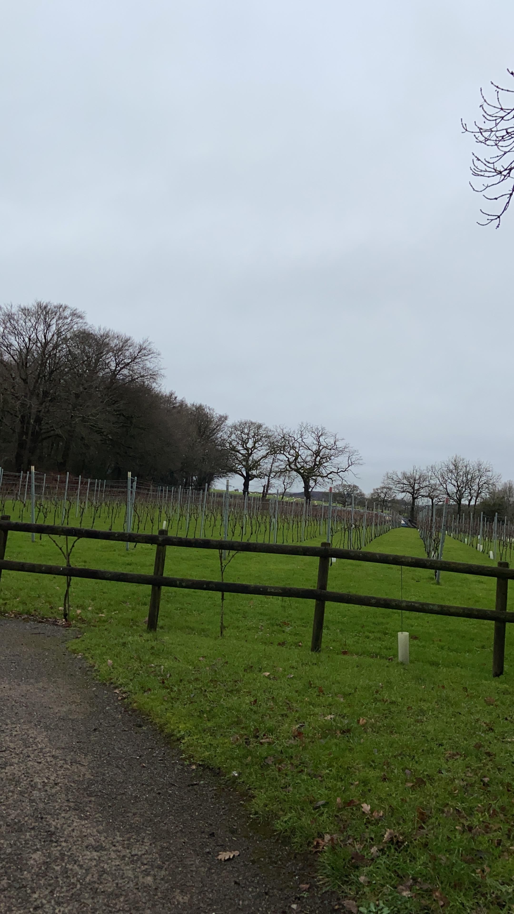 Winter view of vineyard 