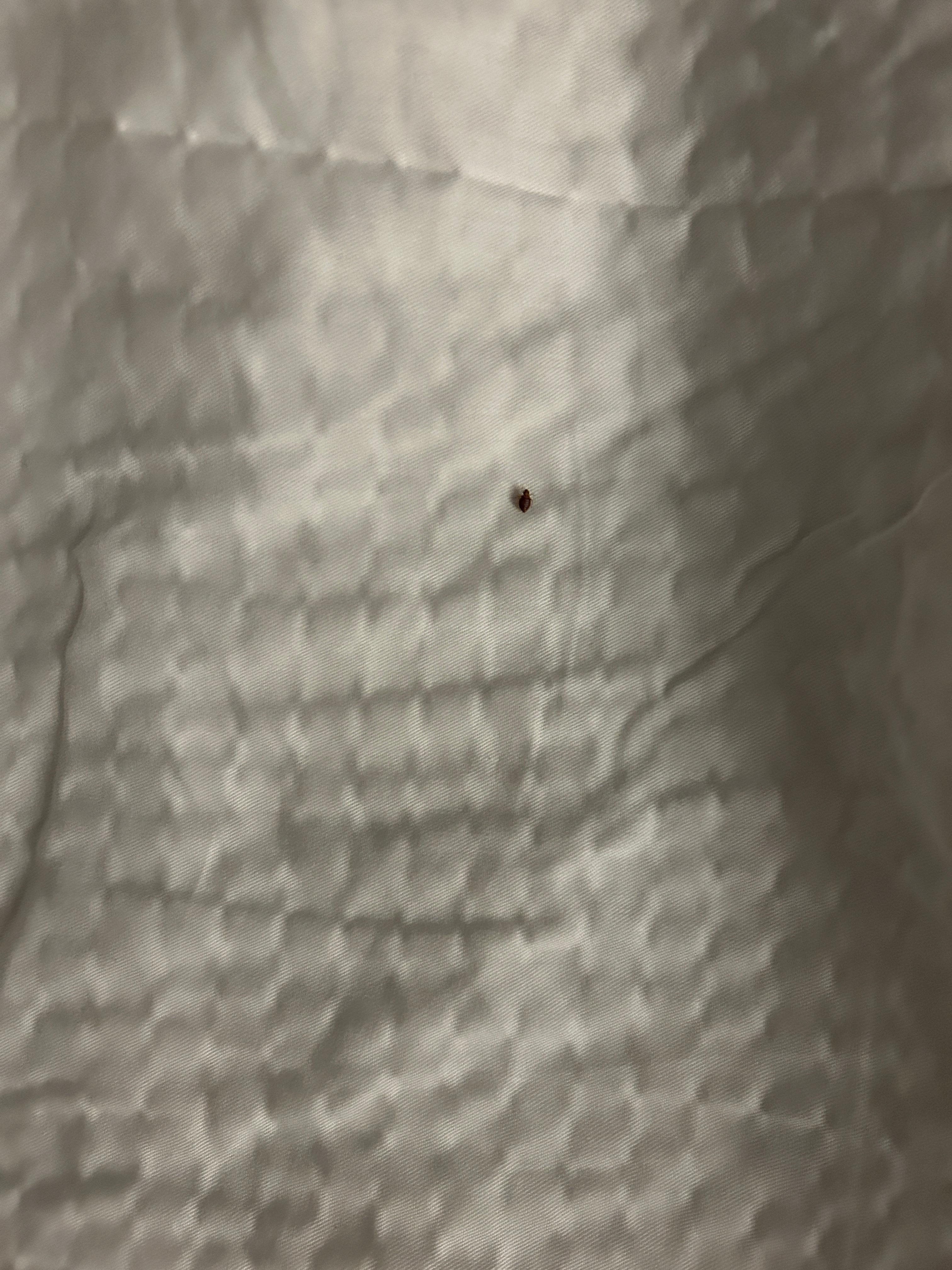 Bed bugs between bed sheets. 