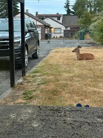 Deer bedded down in the backyard