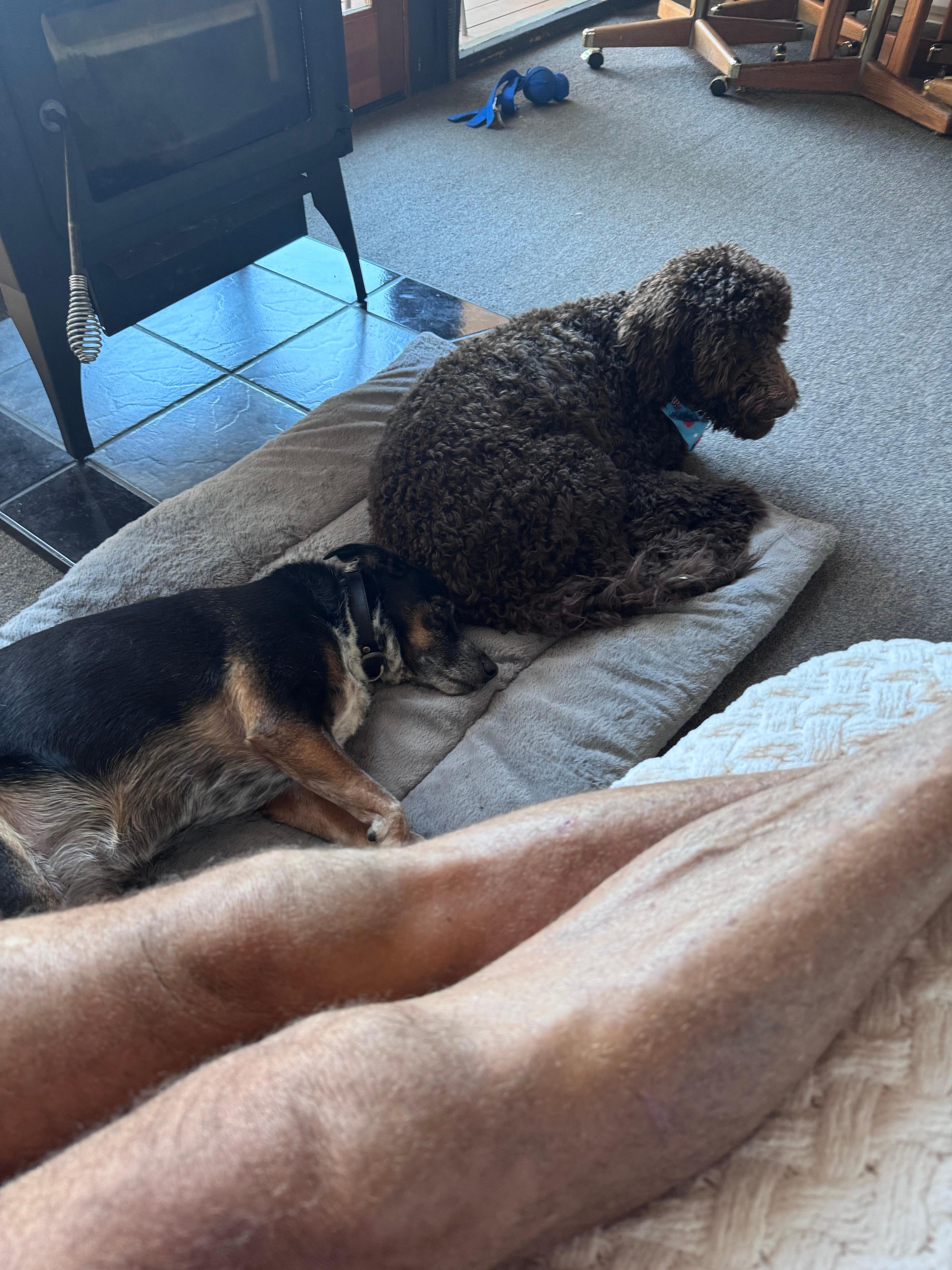 Tired dogs 
