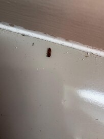 Dead bugs