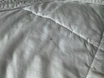 We saw bugs on the bed