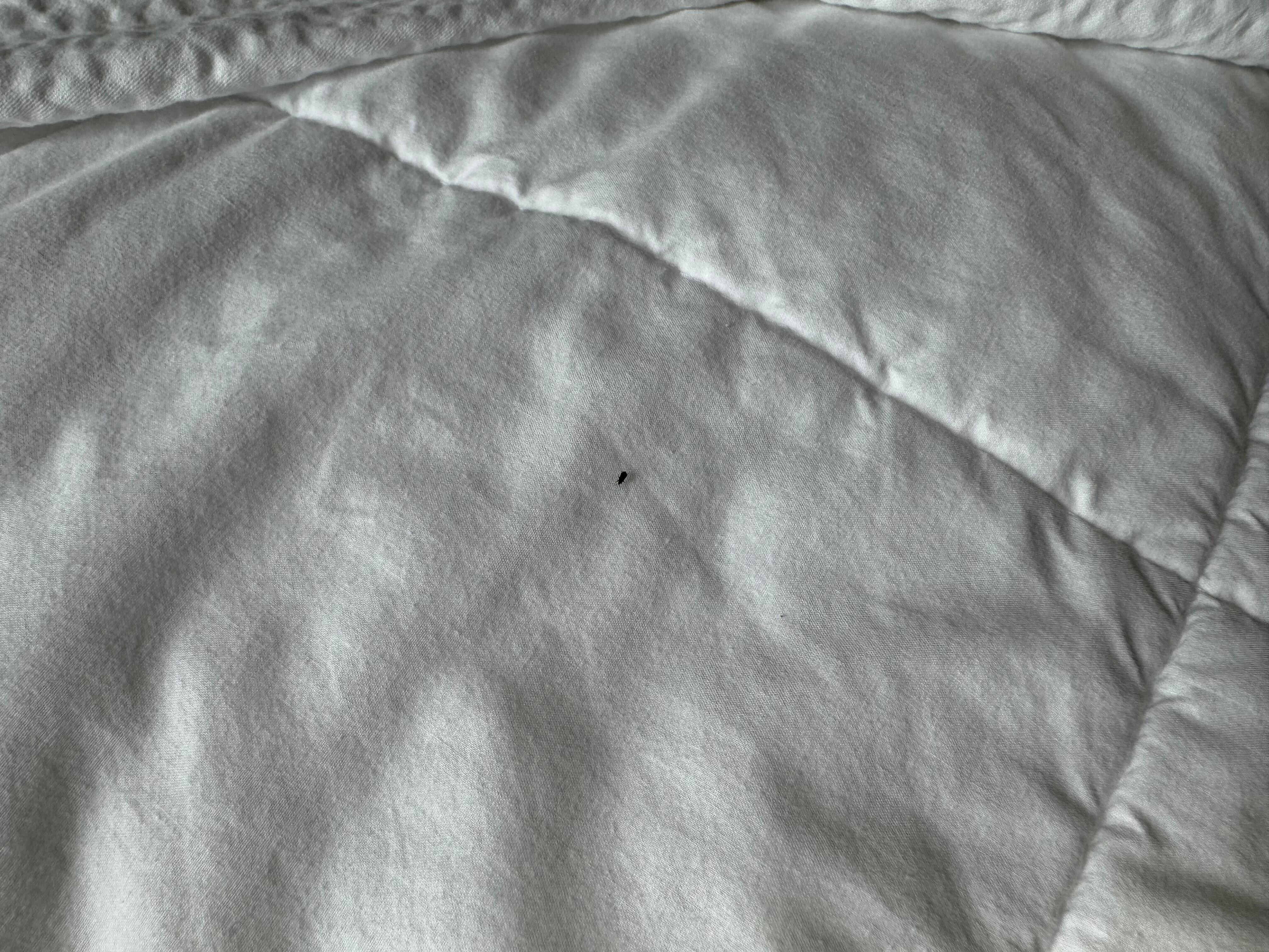 We saw bugs on the bed