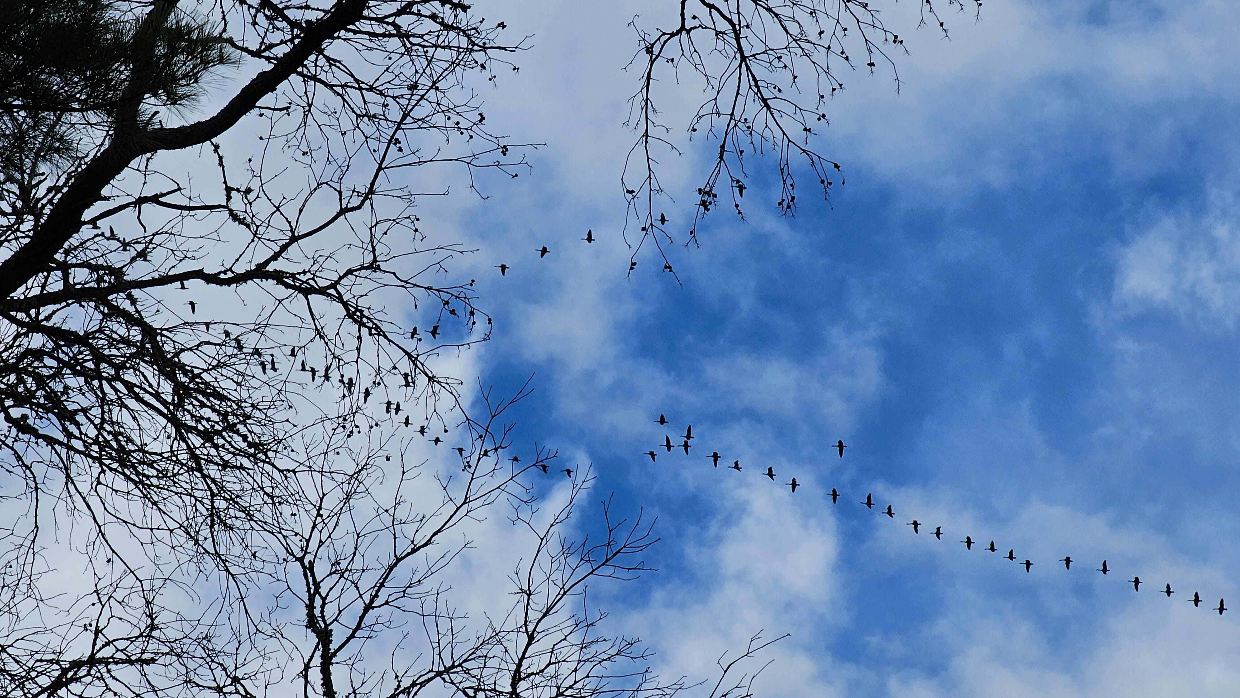 Geese flying over to let us know who rules the skies up there.