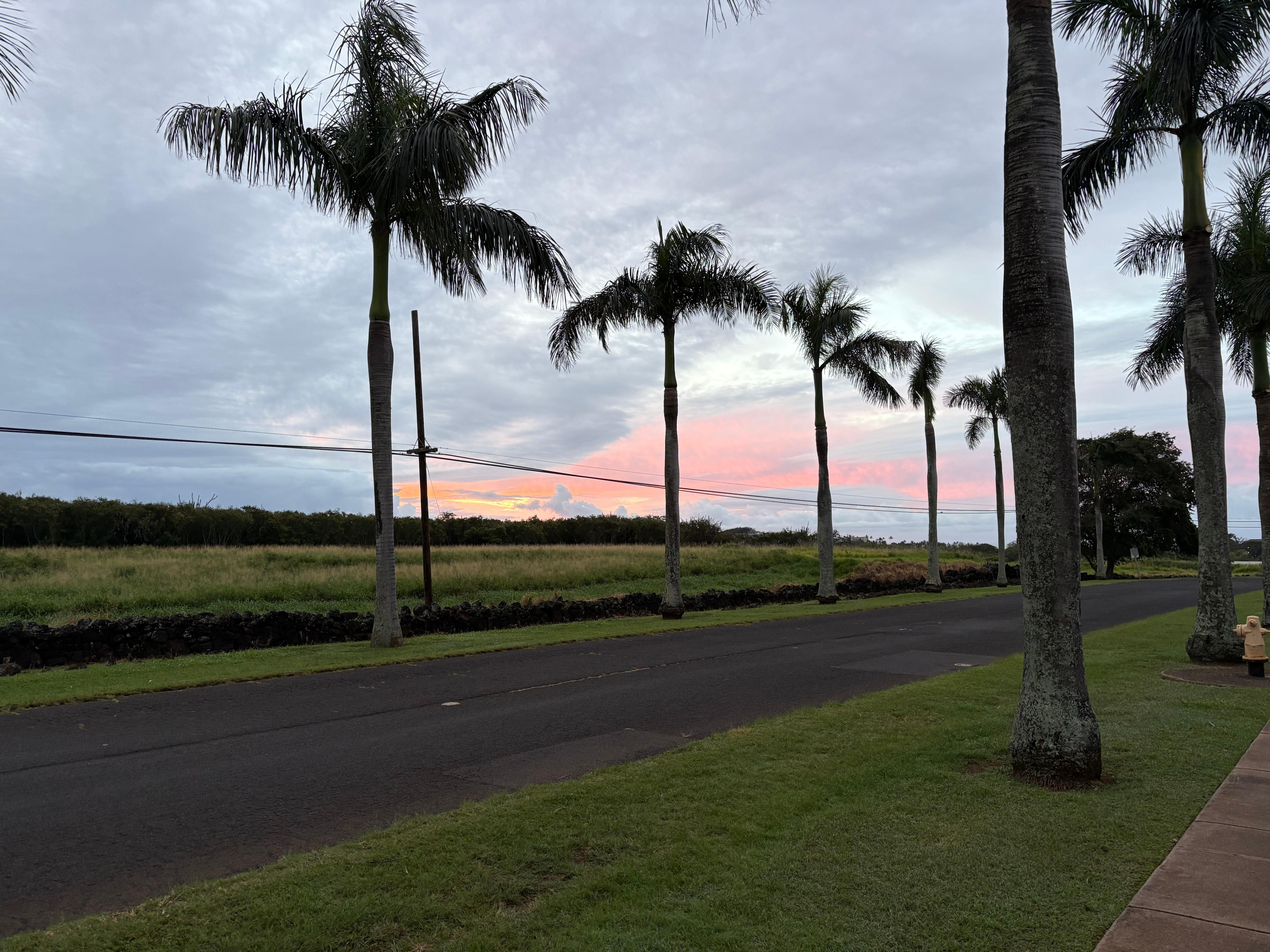 Palm lined street (not very busy)