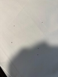 Ants were very small, so could only take small portions of the bed to see them in the photo