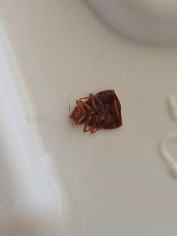 Bedbug