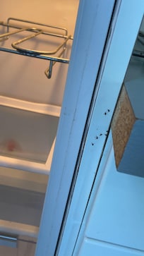 Frigidaire intérieur et extérieur dégoûtant ( insectes morts présents sur les parois)