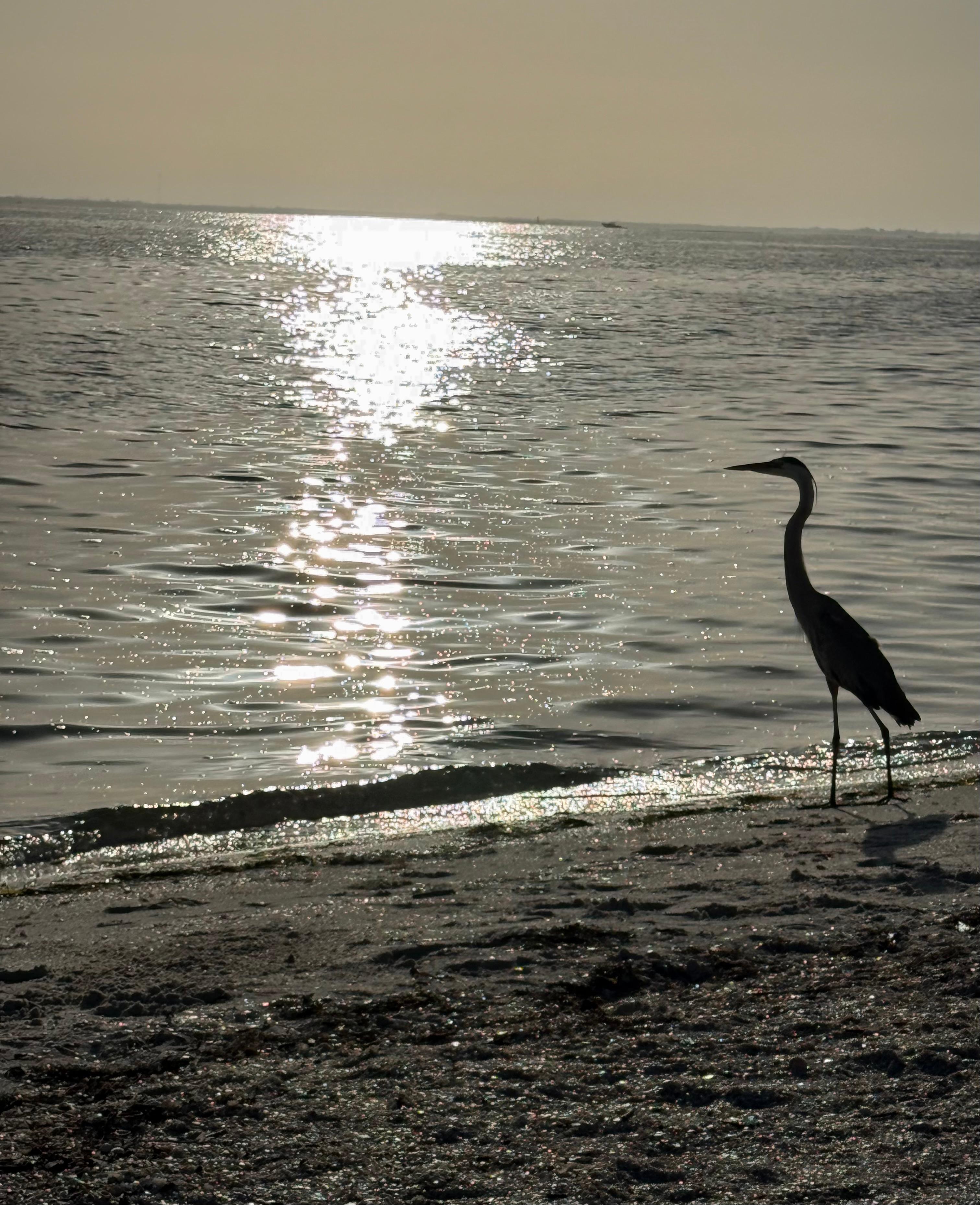 Walking beach nearby 