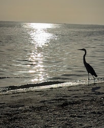Walking beach nearby