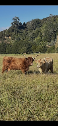 My favorite cows ever!