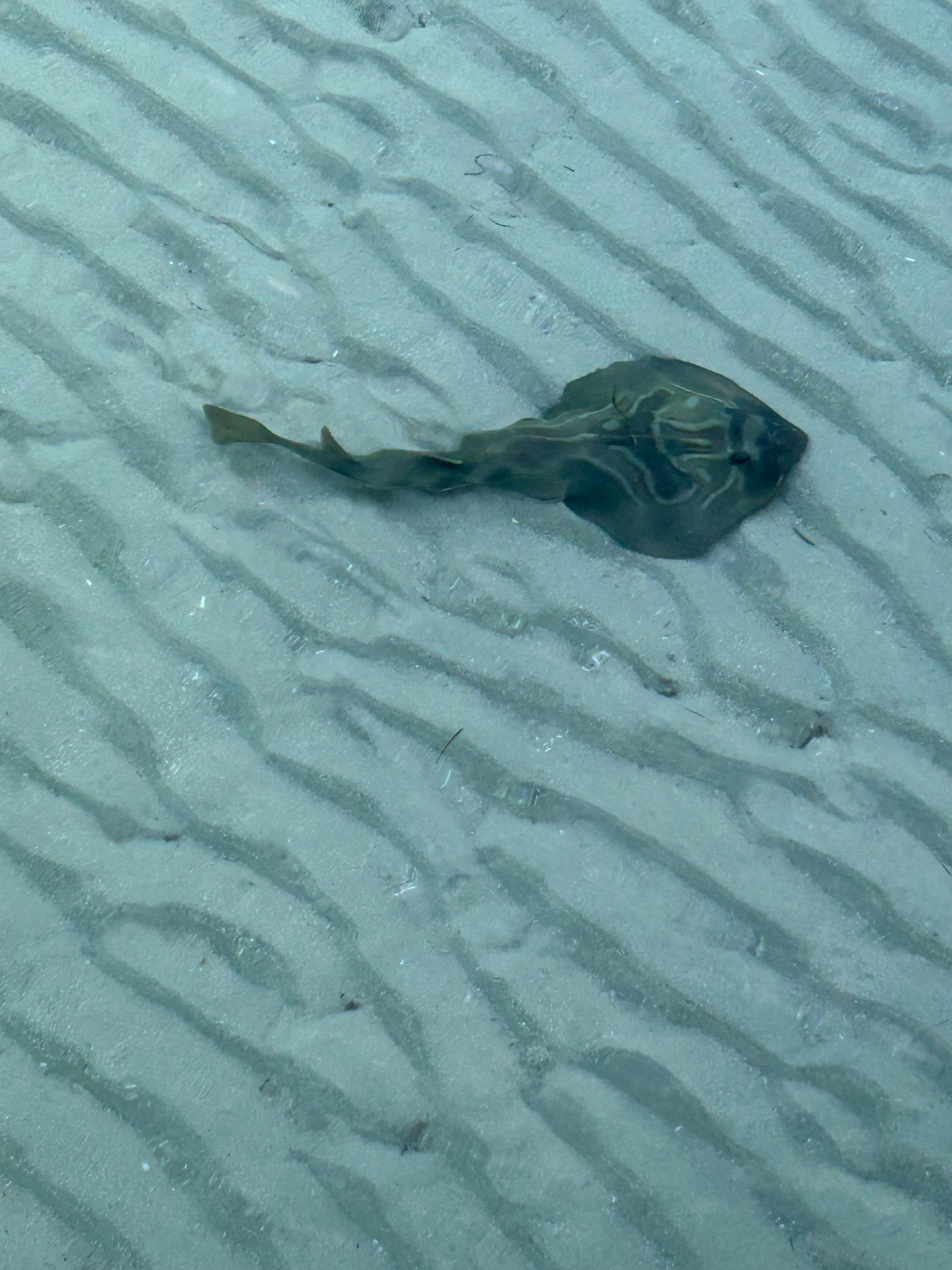 Banjo Shark under the Rosebud public wharf close bye. 