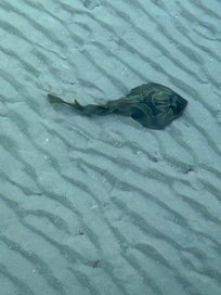 Banjo Shark under the Rosebud public wharf close bye.