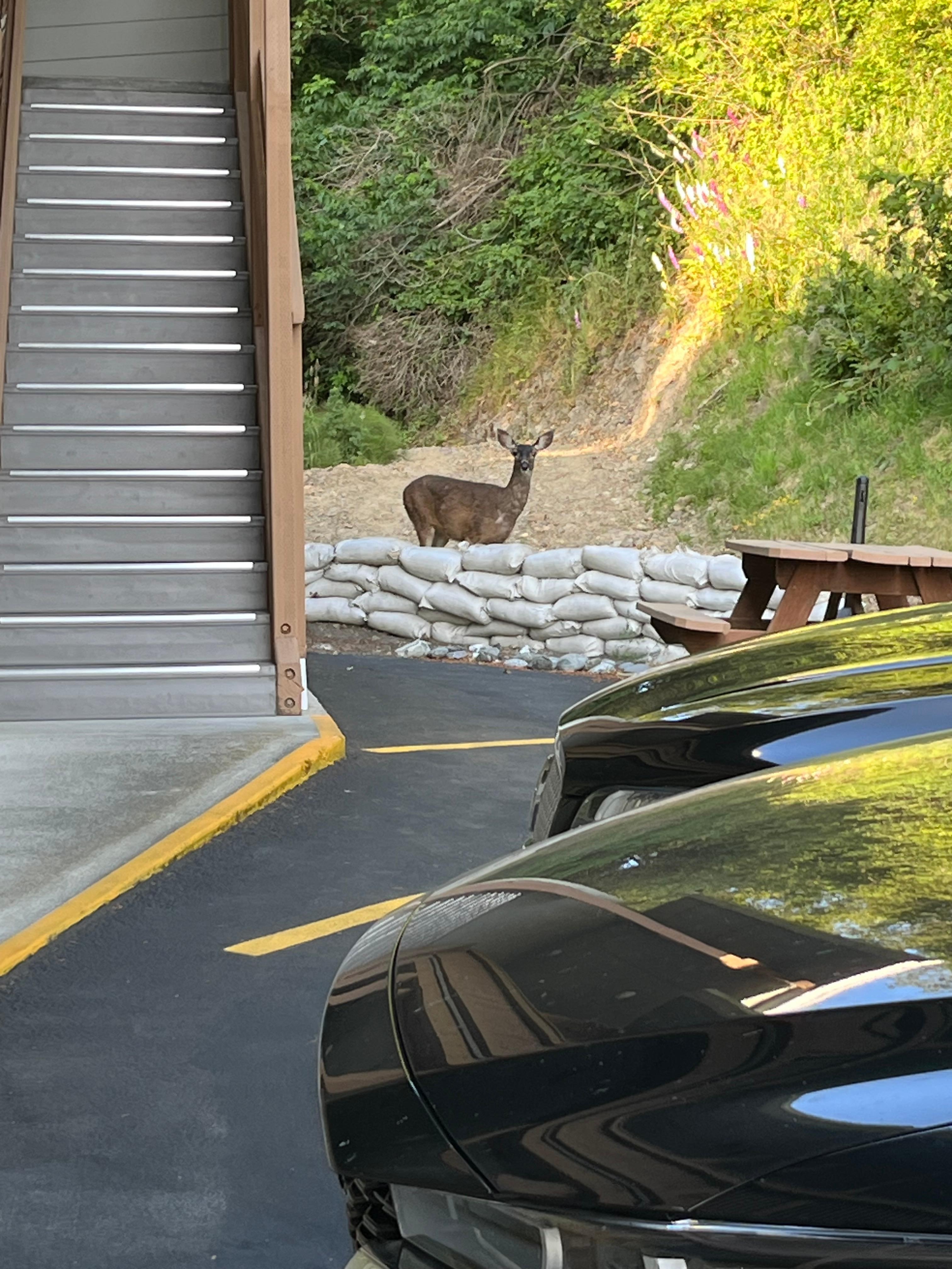 Deer greeted us when we came back from the beach.