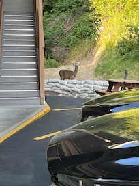 Deer greeted us when we came back from the beach.
