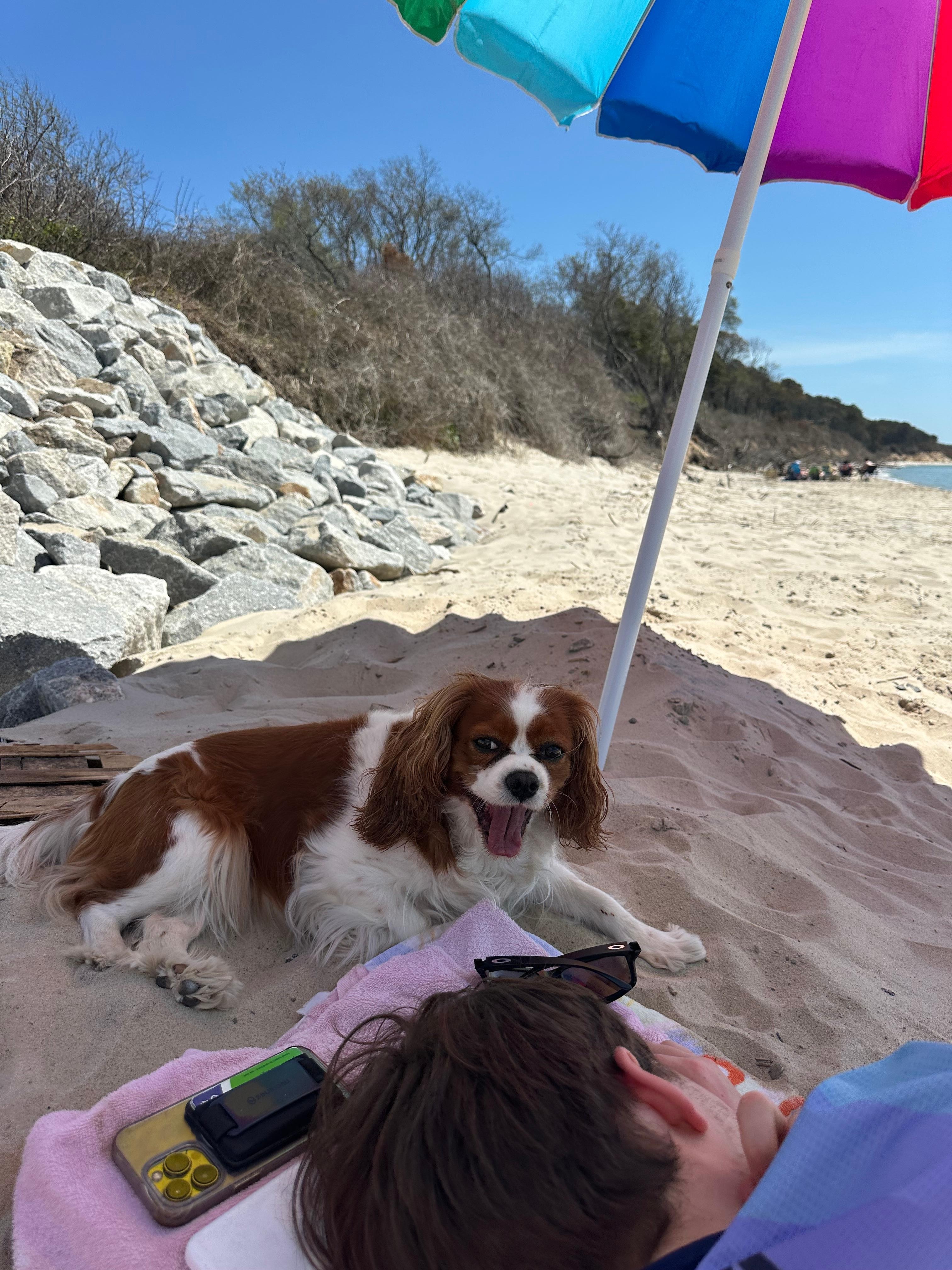 Dog friendly and they had a great time