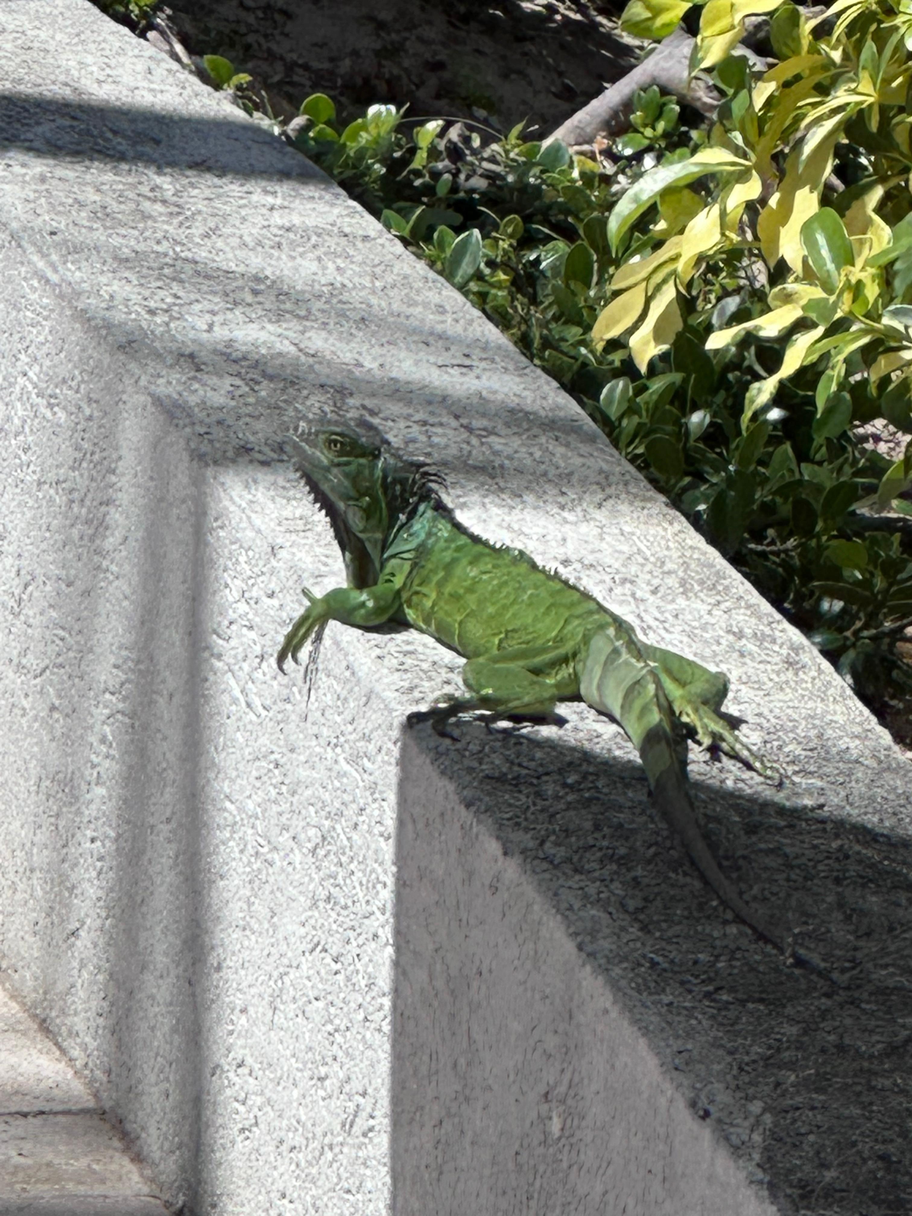 You see a lot of lizards sunning themselves there.