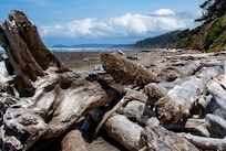 Kalaloch Beach where you can find the Tree of Life.