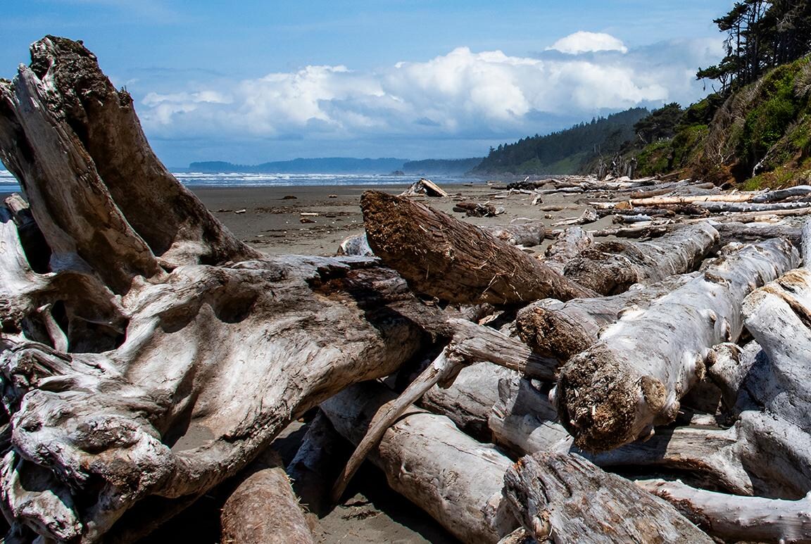 Kalaloch Beach where you can find the Tree of Life.