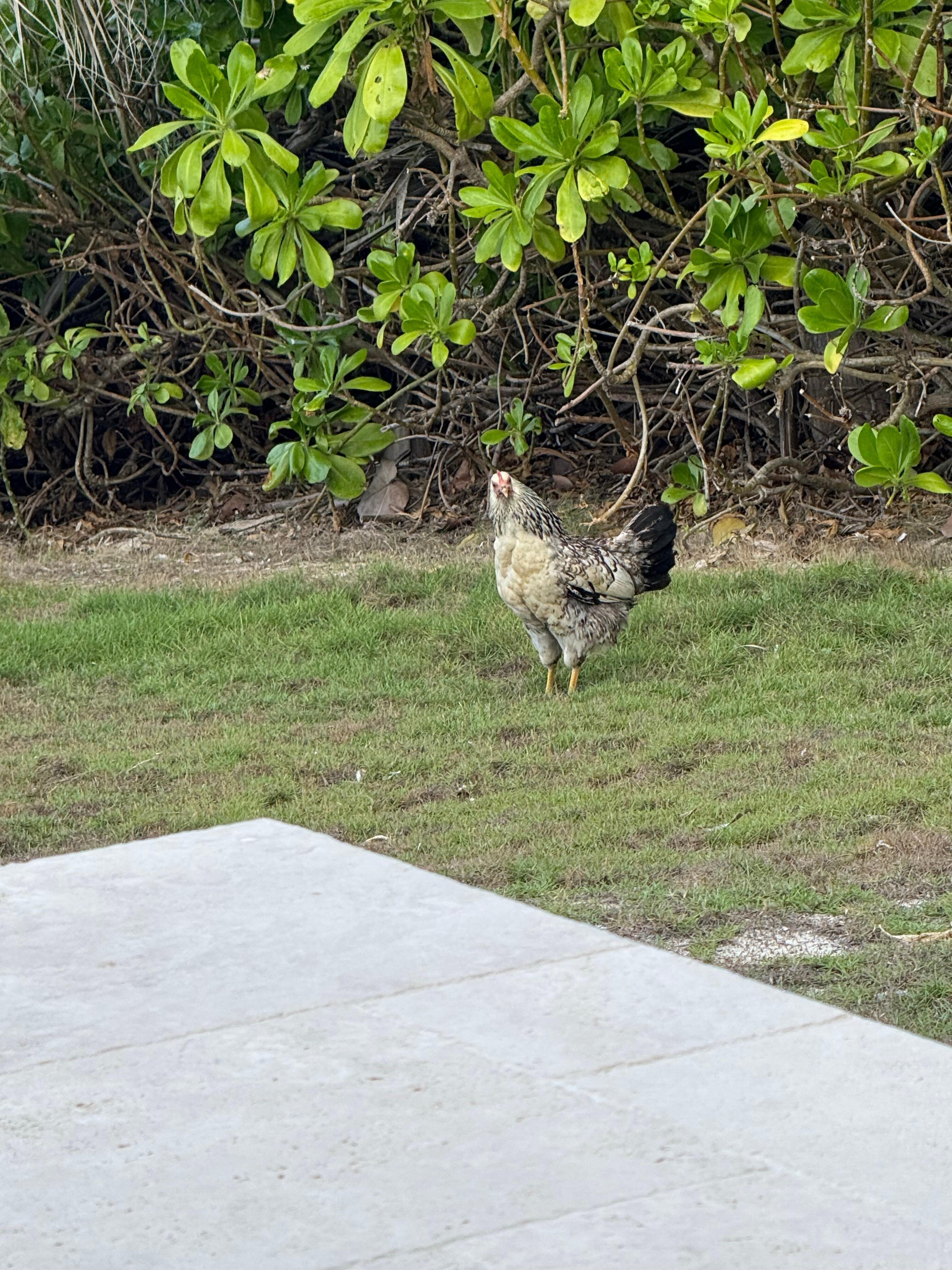 A chicken that visited but went away.  We did not hear any roosters