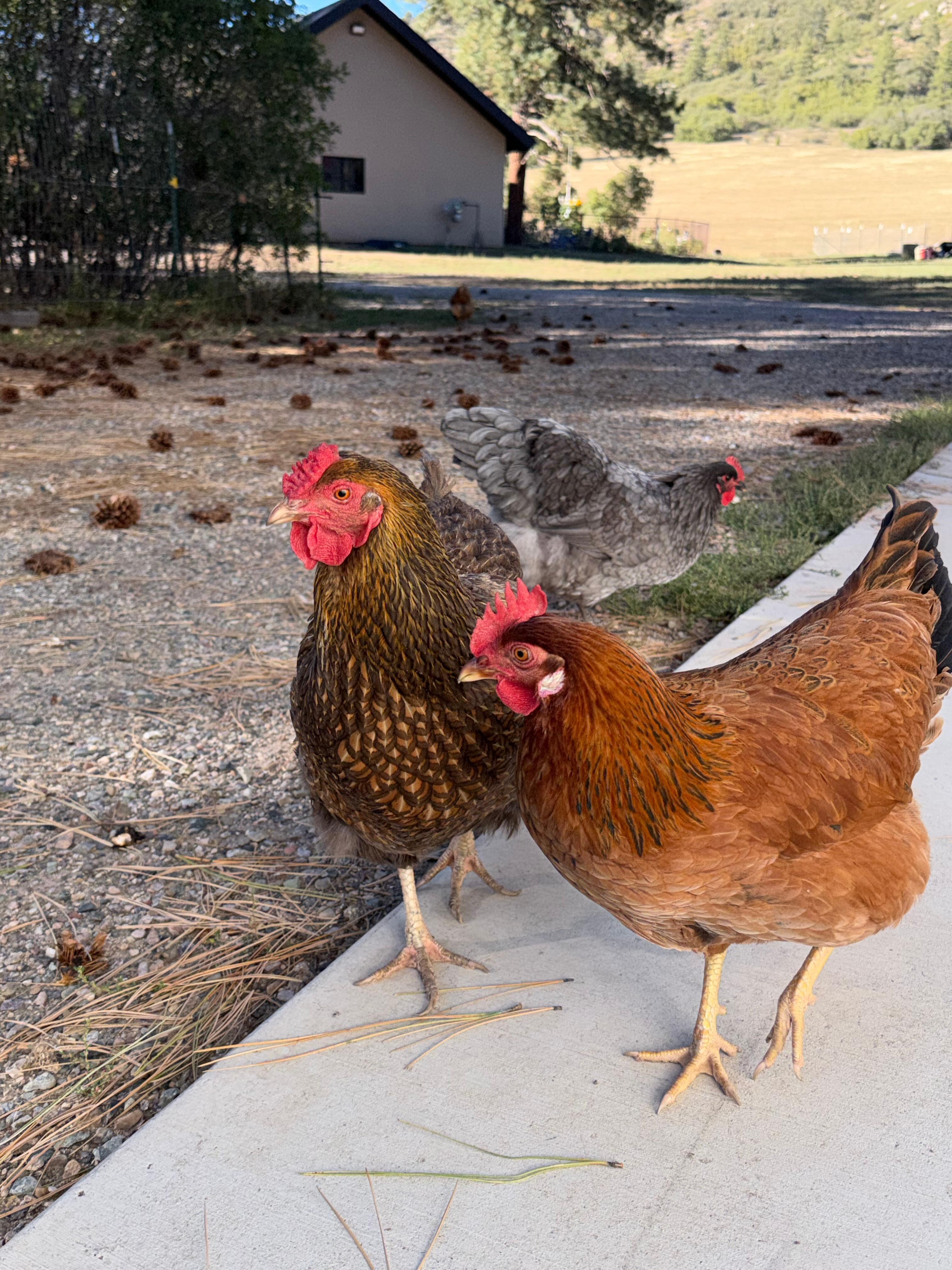 Eggs provided by chickens