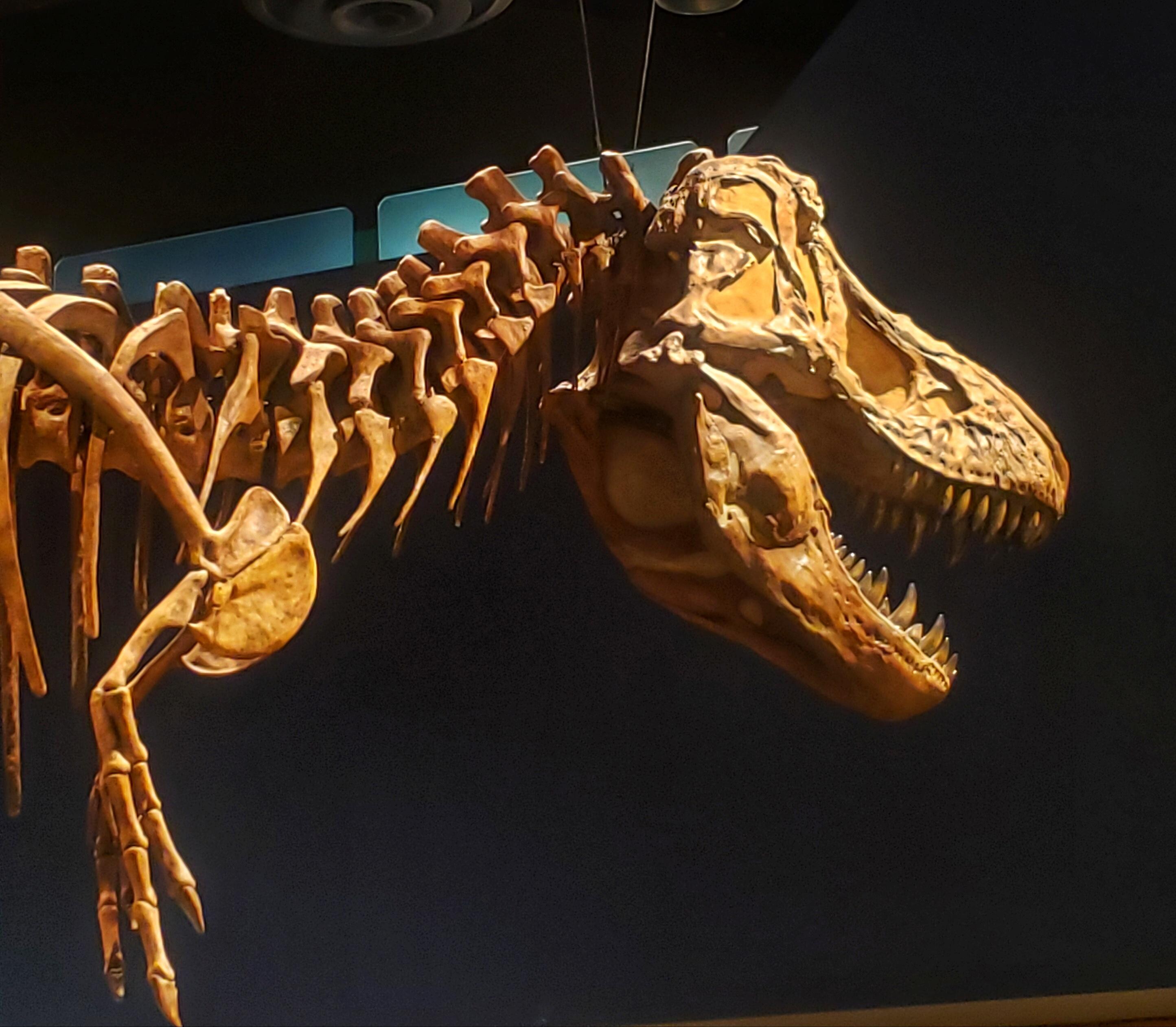 Royal Tyrrell Museum 