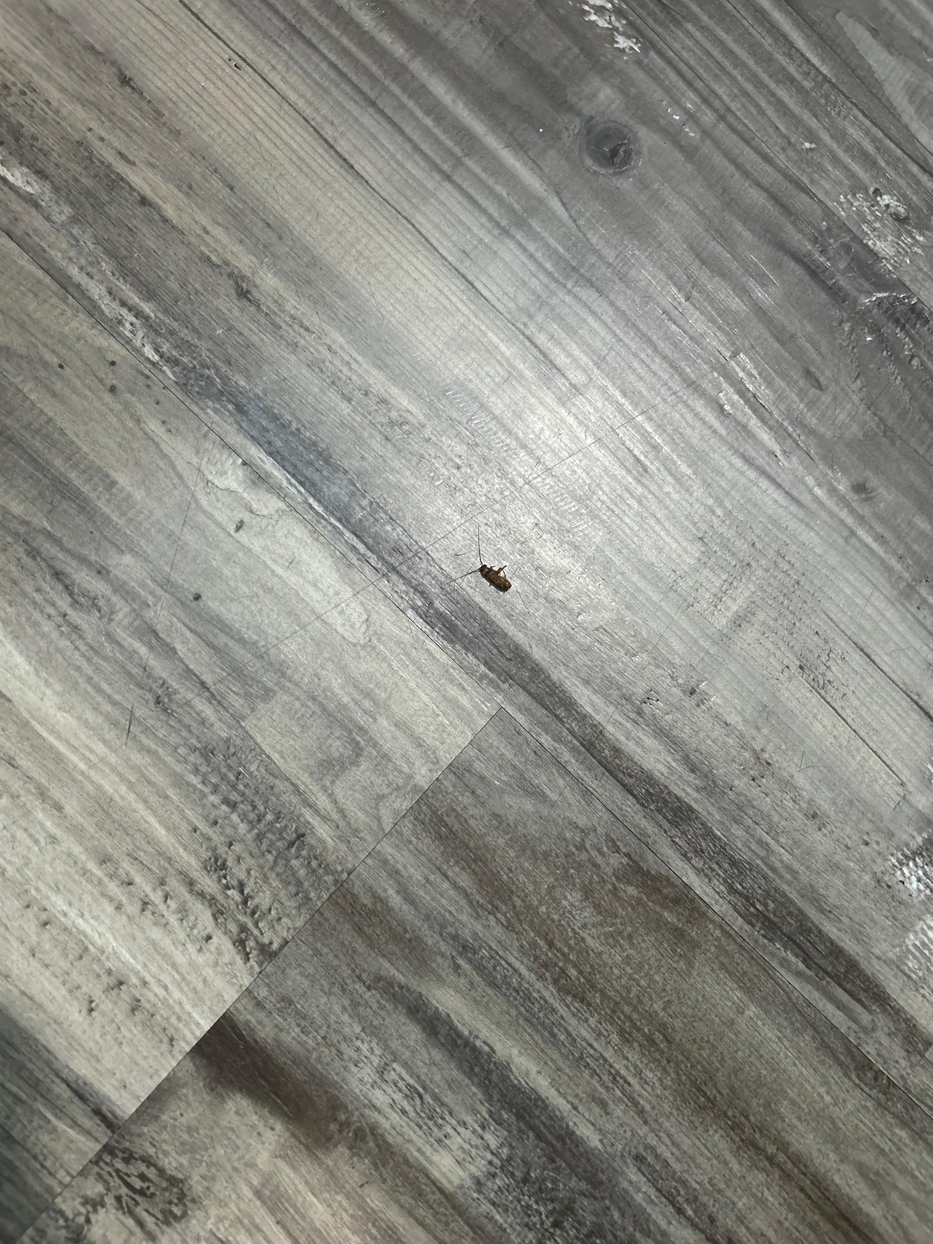 THERE WAS A DEAD ROACH IN THE BATHROOM!!! AND THE HOTEL STAFF REFUSED TO DO ANYTHING ABOUT IT!!!! 