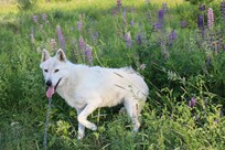 Wolf Preserve south of our cabin toward Bar Harbor