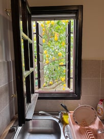 The lemond tree outside the kitchen window