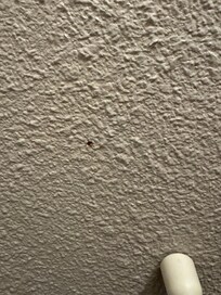 Feces on wall of toilet.