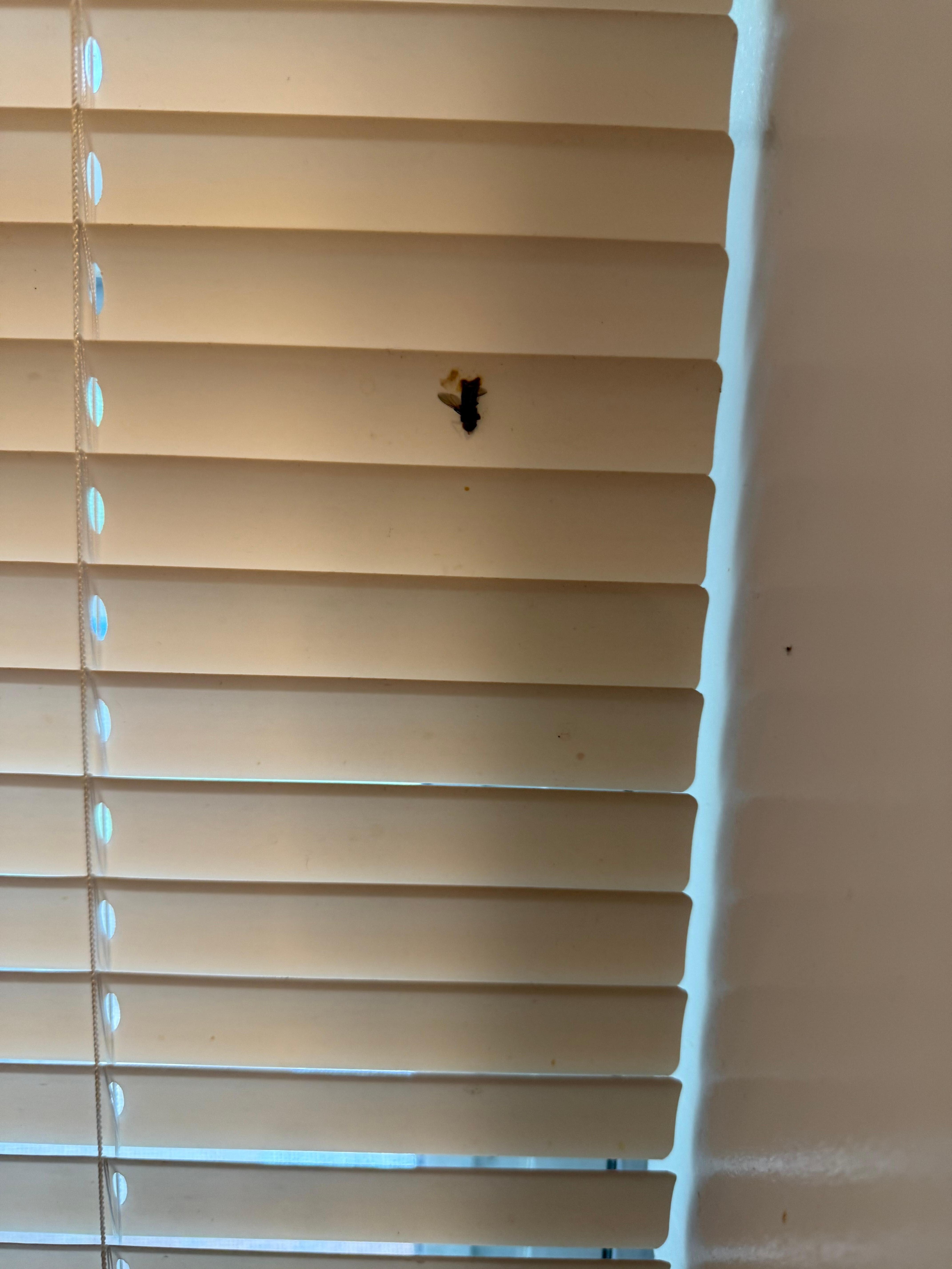 Dirty blinds in kitchen